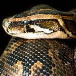 medidas disciplinarias