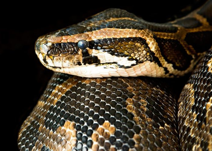 serpiente medidas disciplinarias