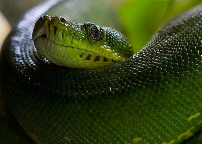 serpiente-_9MwpnAh mundo