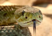 Mamá reptil da a luz a serpiente de dos cabezas en Australia australia