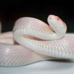 Familia encuentra una rara serpiente de dos cabezas en Florida estados unidos