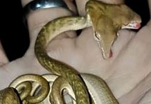 ¡Asombroso! Encuentran una serpiente de dos cabezas en Indonesia indonesia