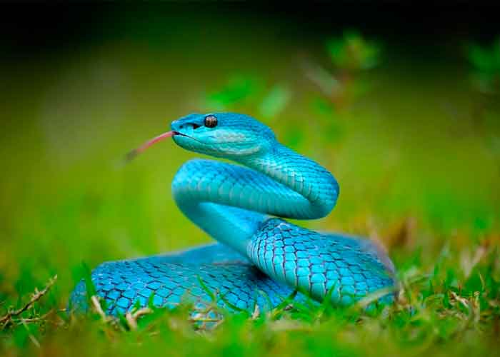 serpiente-en-la-india video