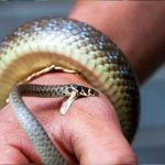 India: Serpiente mata a dos miembros de una misma familia en cuatro días india