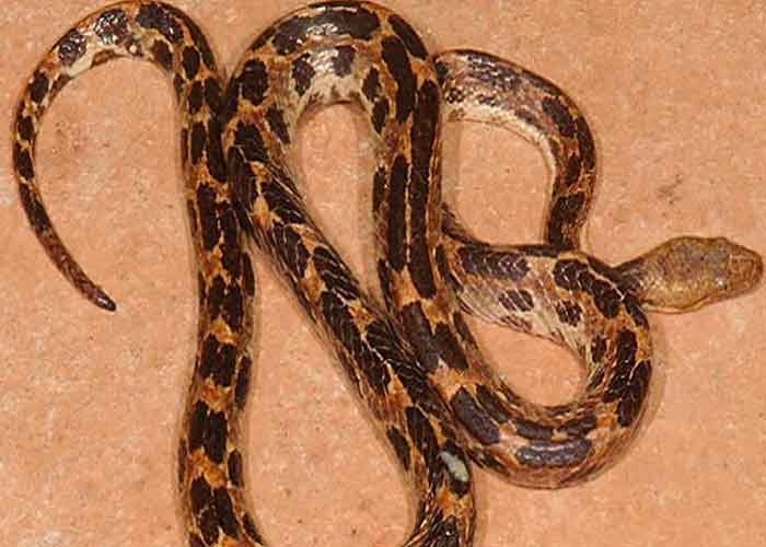 serpiente-nueva cuba