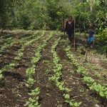 Agricultores de Catarina aprovechan lluvias para la siembra de primera nicaragua