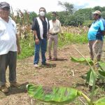 Productores de San Rafael del Sur optimistas con sus siembras nicaragua