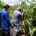 Agricultores de Tipitapa garantizan abastecimiento del mercado local nicaragua