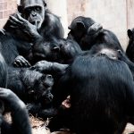 Descubren el secreto genético que nos convirtió en humanos adn