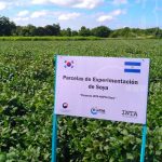 INTA incrementará rendimientos de cultivo de soya en Chichigalpa nicaragua