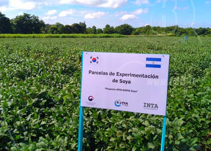 soya-1 nicaragua