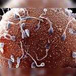 Estos alimentos ayudarán a que tu esperma sea de mejor calidad calidad de esperma