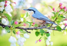 Así ve el mundo un pájaro mundo