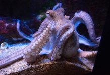 Encuentran un calamar gigante en Nueva Zelanda nueva zelanda