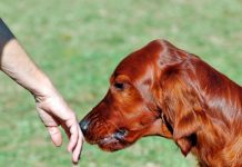 Crean superdetector de gases inspirado en la nariz de los perros caninos
