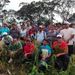 Bluefields: Productores mejoran conocimientos en cosechas de Arroz Secano nicaragua