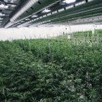 Compañía más grande de cannabis adquiere empresa de España marihuana