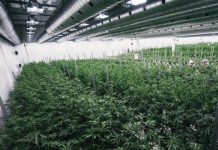 Compañía más grande de cannabis adquiere empresa de España marihuana