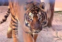 Un tigre ataca a su cuidador en Guatemala y le arranca los dos brazos