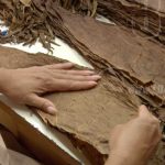 Industria tabacalera de Nicaragua reporta aumento en sus operaciones nicaragua