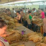 Tabaco de Nicaragua facturó exportaciones que superan los US$ 25 millones nicaragua