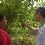 Misión Técnica de Taiwán desarrolla capacitación sobre producción de guayaba nicaragua