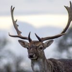 Hallan en Tailandia un ciervo muerto con 7 kg de plástico en su estómago tailandia