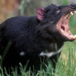 El Demonio de Tasmania, ¿podría salvar al ser humano? demonio de tasmania