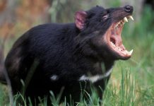 demonio de tasmania