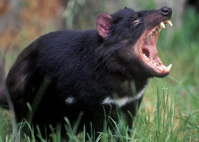 tas1_IFpJuQE demonio de tasmania