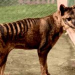 Impresionante: No vas a creer lo que descubrieron del tigre de Tasmania ciencia