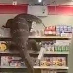 Graban a un lagarto gigante en una tienda de Tailandia tailandia