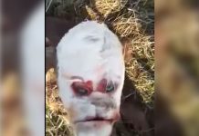 ¡Impresionante! Nace ternero con cara de humano argentina