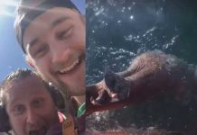 Hombres cobardes le cortan la cola a un tiburón y lo muestran en VIDEO mundo