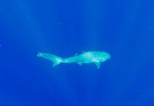 Descubren un sorprendente hallazgo sobre tiburones hexanchus vitulus