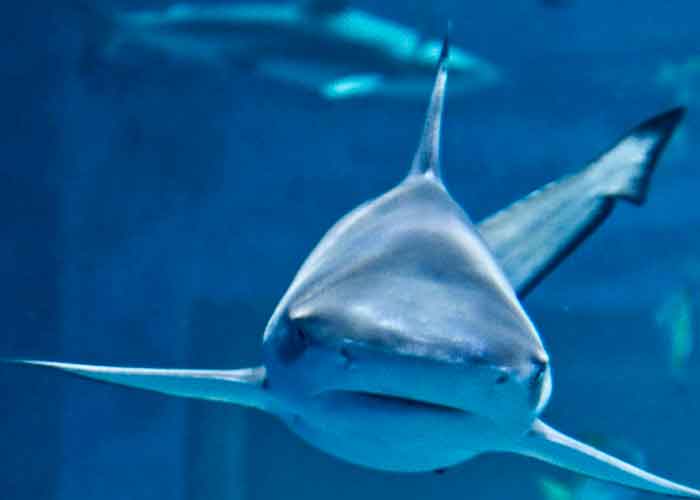 tiburn3 nueva zelanda