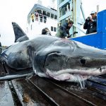 Encuentran un tiburón blanco herido por algo más grande que él nicaragua