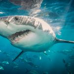 Australia: Hombre muere tras ser atacado por tiburón australia