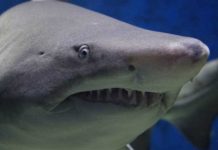 Niño se convierte en la tercera víctima de un ataque de tiburón