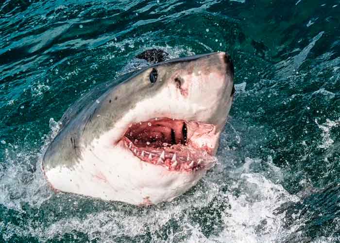 tiburon-_HrzsJY4 nueva zelanda