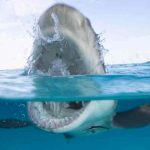 estados unidos, ataque de tiburon, playa, accidente,