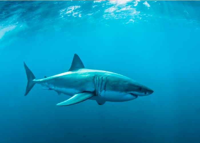 tiburon_VjxW2kw mexico