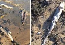 Encuentran tiburones muertos con las aletas cortadas en Reino Unido reino unido