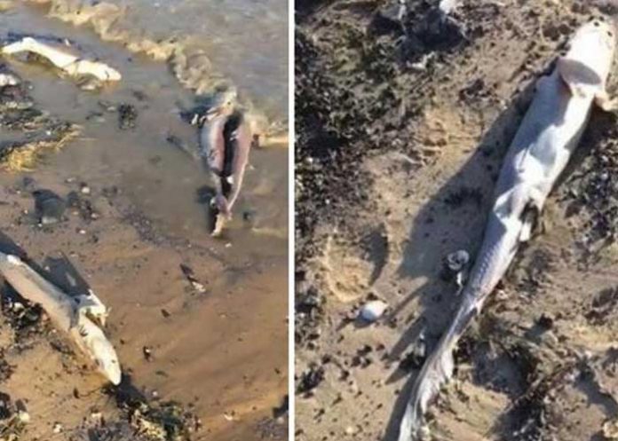 tiburones reino unido