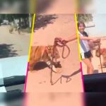 Como si nada, niña pasea a su tigre por las calles de Sinaloa, México mexico