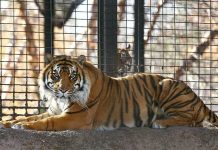Tigre ataca a cuidadora en zoológico de EE.UU estados unidos