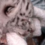 Nieves, la nueva atracción del Zoológico Nacional en Nicaragua nicaragua