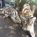 Rajáh y Merlot, tigrillos juguetones en el Parque Zoológico Arlen Siu nicaragua