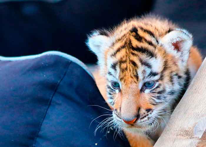 tigre_QJDeP8p mexico