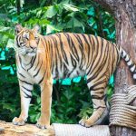 La población de tigres salvajes se duplica en Tailandia tailandia